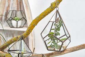 Glass Terrarium - Large Pyramid