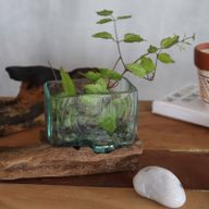 1x Molten Glass Tank on Wood with Stand - Large Bowl