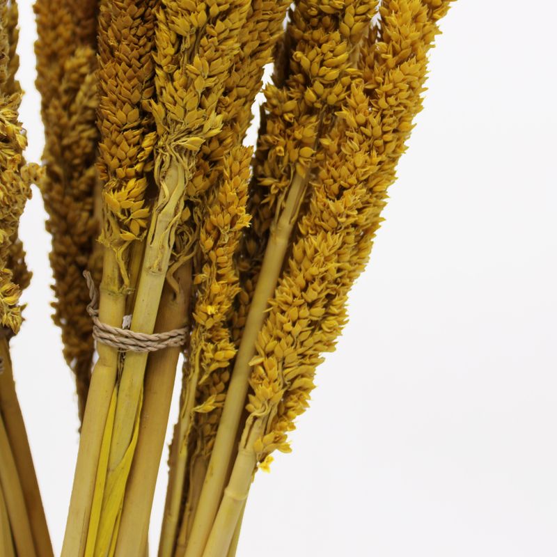 Cantal Grass Bunch - Amber