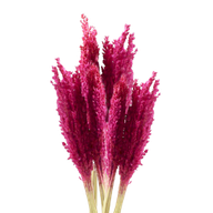 Cantal Grass Bunch - Pink