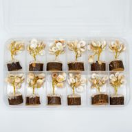 Small Gomati Chakra Circle Stone Trees-(15 stones)