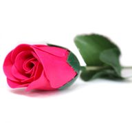 Ready to Retail Soap Flower - Small Red Rose