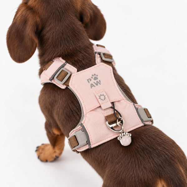 PAW Gemstone Guardian Harness