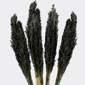 6x Cantal Grass Bunch - Black