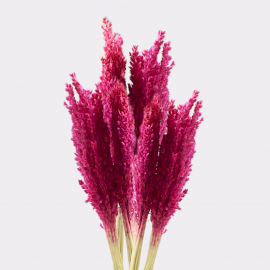 6x Cantal Grass Bunch - Pink