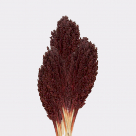 6x Cantal Grass Bunch - Chocolate