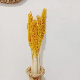 6x Cantal Grass Bunch - Amber
