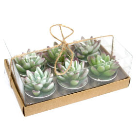 Set of 6 Agave Cactus Tealights in Gift Box