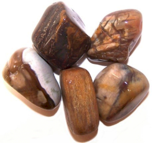 Pack of 24 L Tumble Stones - Petrified Wood L